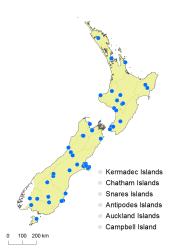 Cotoneaster franchetii distribution map based on databased records at CHR. 
 Image: K. Boardman © Landcare Research 2017 CC BY 3.0 NZ